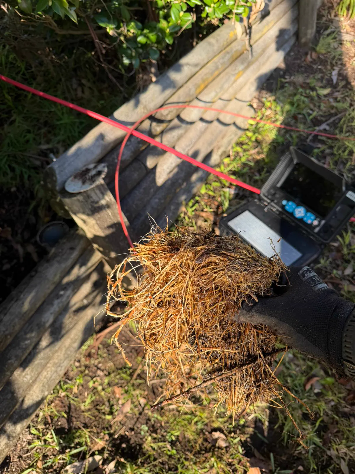 Tree roots cleared from a blocked drain, Northern Beaches
